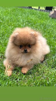 Pomeranian s pp FCI - 4