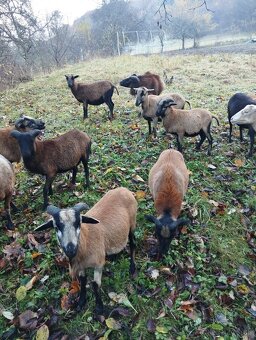 Kamerunské ovce - 4