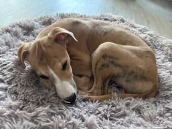 Šteniatko Vipet/Whippet s preukazom pôvodu - 4