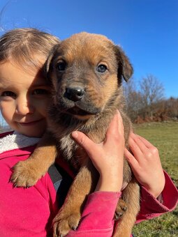 Šteniatka po super rodičoch ❤️ - 4