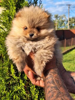 Oranžový špic -Pomeranian - 4