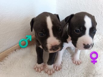 Ponúkam čistokrvné šteniatka – American Staffordshire Terrie - 4