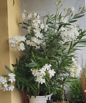Oleander - 4