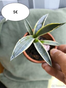 Rastlinky, letniace sa vonku - 4