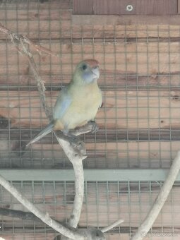 Rozela penantová, penant - 4