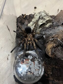 Pavuk Pformictopus auratu možna vymena za ineho - 4