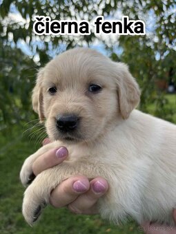 Šteniatka zlatý retriever - 4