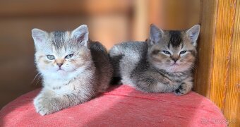 Britská kratkosrstá - 4