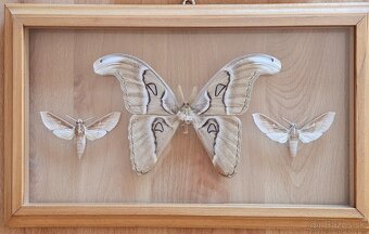 Zbierka motýľov v rámikoch - 4