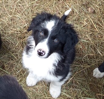 Šteniatka Border kolia - 4