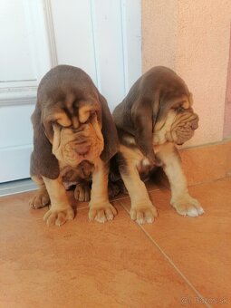 Bloodhound - 4