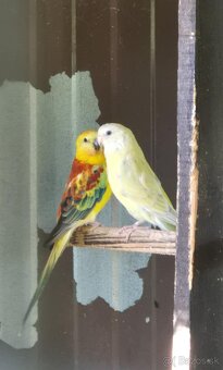 Predám chovný pár papagáj spevavý - rubín - 4