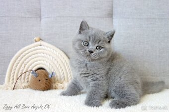 Britské mačiatka s PP ♥ - 4