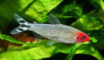 Tetra červeno ústa 5ks - Hemigrammus rhodostomus - 4
