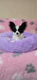 Papillon šteniatko s PP - 4