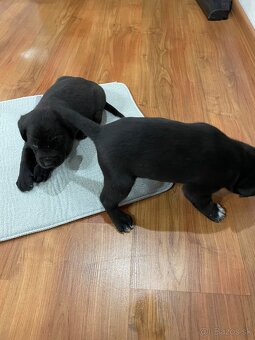 šteniatka od weimara - 4