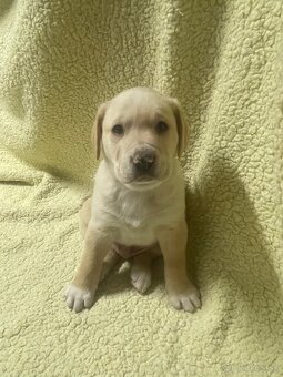 Šteniatka krížené Staford-Labrador - 4