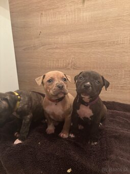 Americký stafordsirsky terier, Stafford, amstaf - 4