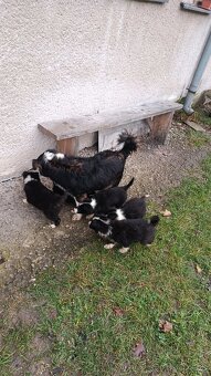 Šteniatka – krížence border kólie, pripravené ihneď k odberu - 4