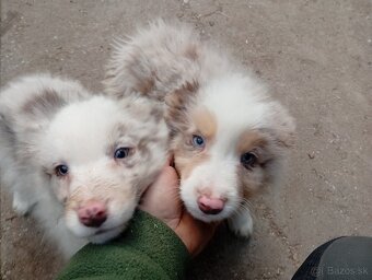 Border kolia,collia - 4