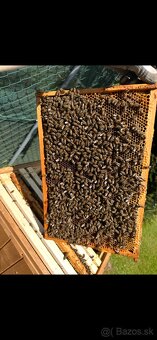 Predám včely s úľmi aj celou výbavou - 4