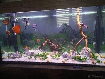 Akvárium - 4