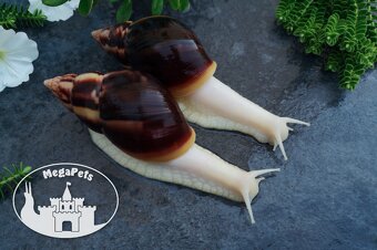 Africké slimáky Lissachatina fulica / Terárium gekón škrečka - 4