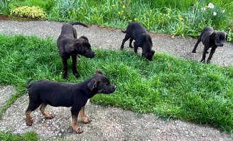 Cane Corso - 4