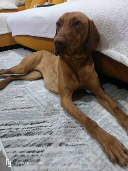 Maďarska Vizsla ( Vyžla ) Fenka - 4
