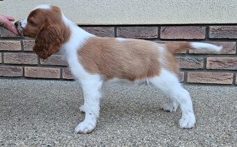 Welsh Springer Spaniel - šteniatka - 4