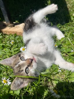 1/2 Mainská mývalia mačka/kocúr (Maine Coon) - 4