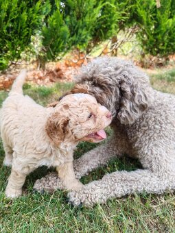Lagotto romagnolo s PP - italský vodní pes - 4