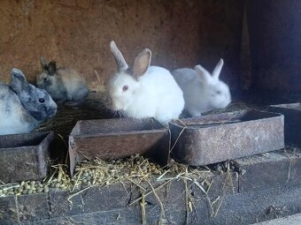 Zdrobnele kralik - 4