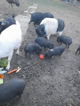 Predam prasiatka - 4