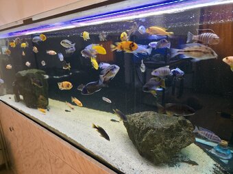 Africké cichlidy - 4