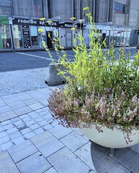 Na predaj: Zabehnutá obchodná značka v centre Trnavy - 4