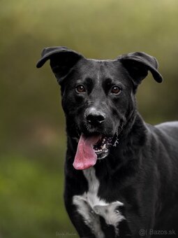 Darujem rodiného psa Danteho - mix labrador / doga - 4