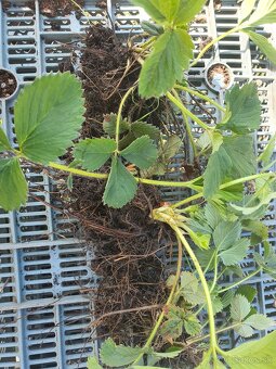 Jahody sadenice 0,50€ - 4