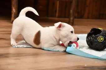 Jack Russell Terrier stenatka s PP - 4