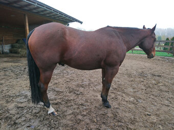 AQH valach - 4