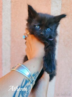 Mainska myvalia mačka - mačiatka Maine coon - 4