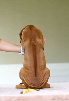 Rhodesian Ridgeback šteniatka s PP IHNEĎ K ODBERU - 4
