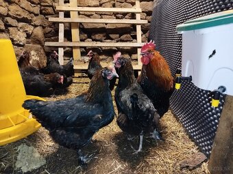 Marans medenokrke nv - 4