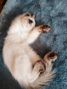 Ragdoll mačička - 4