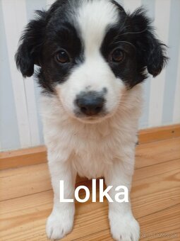 Border kolia šteniatka - 4