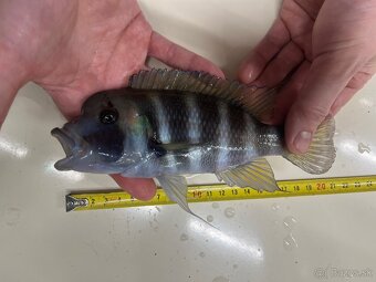 Africké cichlidy, rôzne druhy - 4