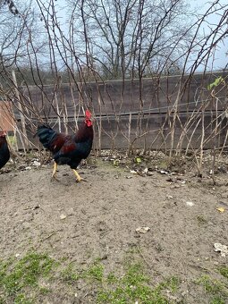 Predám kohútov - 4