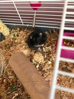 Škrečkovia samci - 4