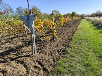 Vinica do užívania - 4