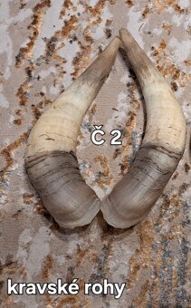 Trofeje, rohy 25-70cm - 4